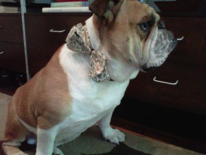 William Bow Tie