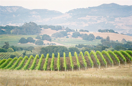 Napa