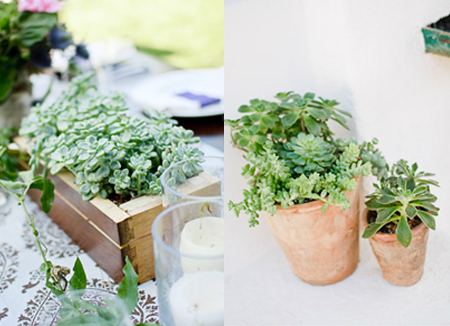 Succulents